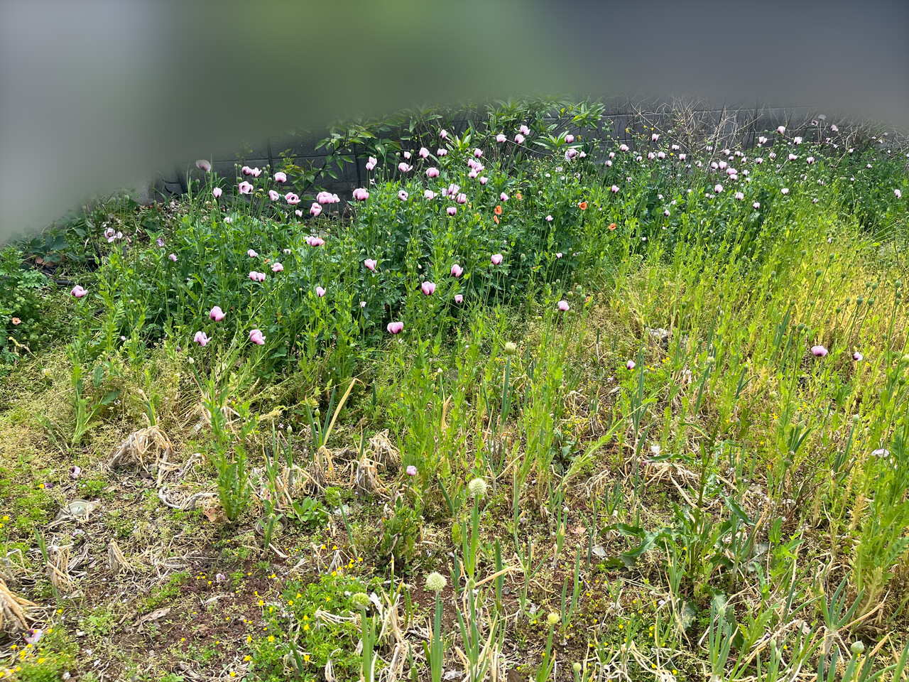 ▲ (사진-제주해경)ⓒ일간제주