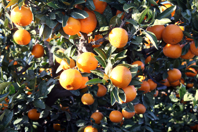 ▲감귤 ⓒ일간제주