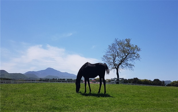 ▲ 한국마사회 제주육성목장ⓒ일간제주