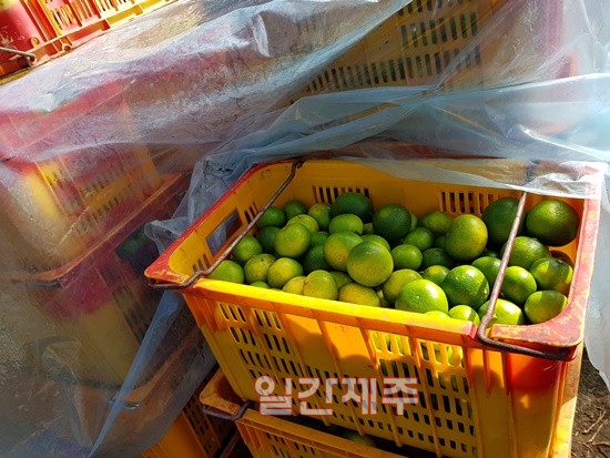 비상품 감귤 착색 정도(제주도 사진 제공)ⓒ일간제주 D/B
